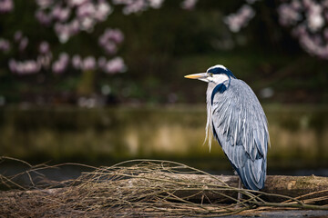 Grey heron perched on a riverbank tree branch.