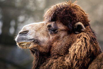 Close-up of a camel with long fur gazing into the distance.