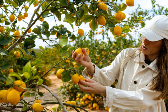 Harvesting lemons in Murcia, Spain. Mediterranean coast.