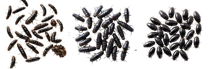Set of A black fly larvae on a transparent backgrounds