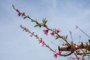 pink blossoms growing on the branch of a cherry tree, against a blue sky