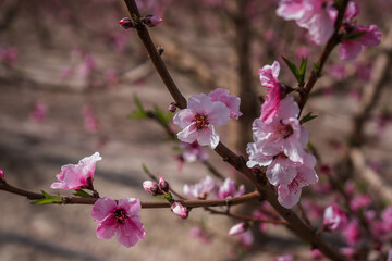 a bush with pink flowers and many green leaves is surrounded by dried grass