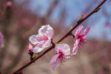 a small branch of a tree with several pink flowers growing