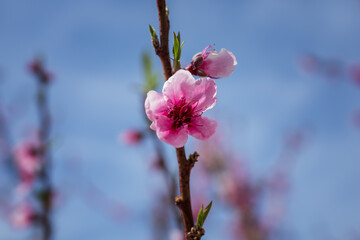 a flower is shown on a branch against the sky and clouds