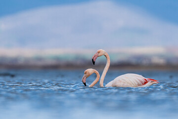 two flamingos stand in the water together and are making a heart shape