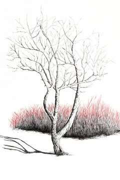 Ink illustration of a tree, pen drawing 