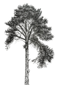 Ink illustration of a tree, pen drawing 