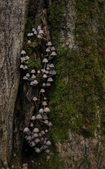 small mushrooms growing on tree trunk in forest close up, abstract natural backdrop. Nature image...