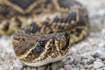 a rattle on some gravel and gravel road with it's eyes closed