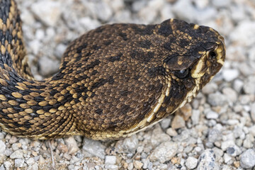 an adult snake with a black and white striped head is curled up and laying down