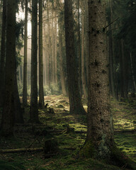Fototapeta premium Sunlight filtering through moss-covered trees