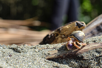 Cangrejo ermitaño en arena de mar 