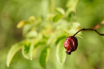 owoc dzikiej róży