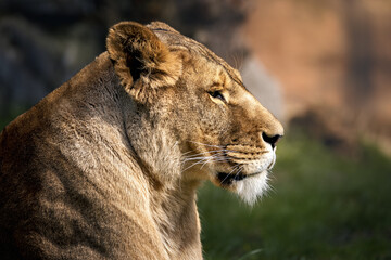 Lion in tall grass gazing intently at something in the distance.