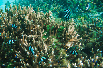 Scenic view of fish gliding above a vibrant coral reef at Tumon Beach, Guam, USA