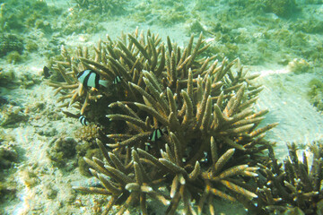 Scenic view of fish gliding above a vibrant coral reef at Tumon Beach, Guam, USA