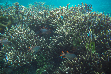 Scenic view of fish gliding above a vibrant coral reef at Tumon Beach, Guam, USA © Wirestock