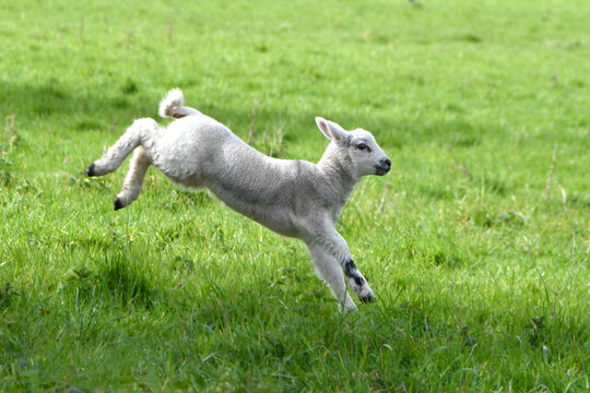 A young lamb jumping for joy in a field in Spring
