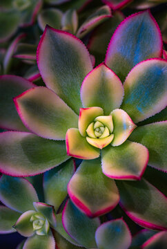Aeonium Kiwi