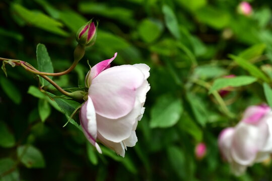Rosa Bl&uuml;te einer Feldrose