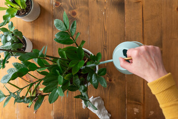 Watering a houseplant POV
