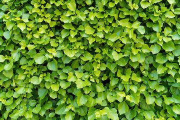 Obraz premium Close Up of a Green Ivy Wall