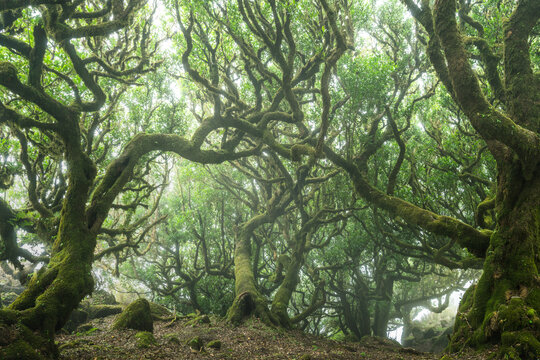 Lush Fanal Laurel Forest 