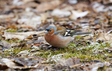 Common chaffinch (Fringilla coelebs) male in the garden looking for food in early spring.	
