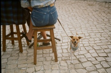 35mm film photo of dog with a sitting down owner