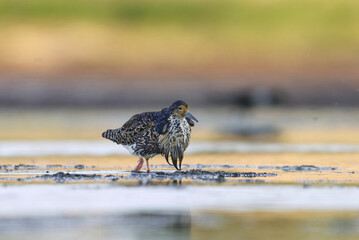 Ruff (Calidris pugnax) male feeding in the wetlands in summer.	
