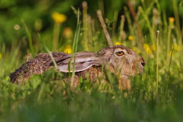 European hare (Lepus europaeus) closeup resting in grass in the garden in summer.