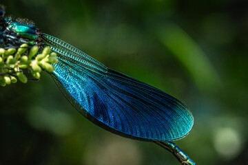 Blue dragonfly rests on a flower with wings extended.