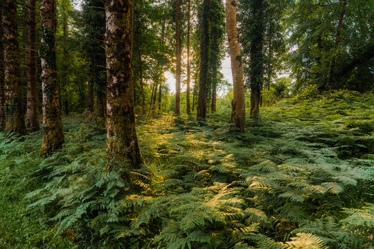 Forest overgrown with fern at sunset 