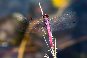 Libélula morada con alas transparentes, posada en una rama de trigo.