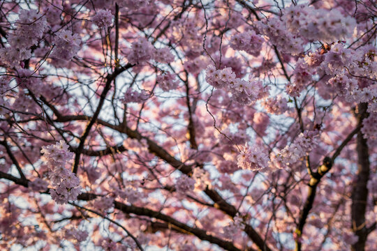 Blossoming cherry trees