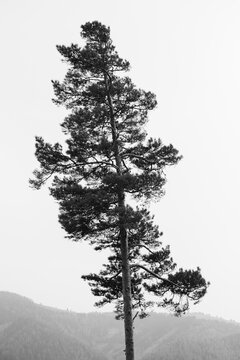 Alone tree on hill.
