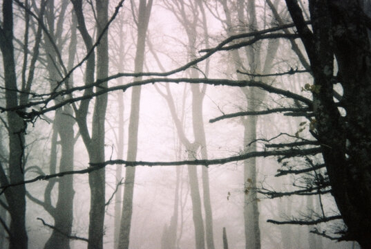 tree trunks in the fog