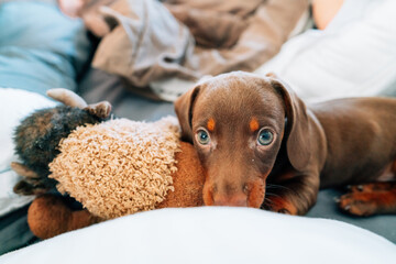 Puppy playing with a stuffed animal. 