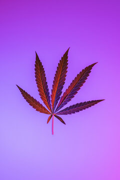 Purple cannabis hemp leaf on a vibrant purple background