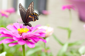 Butterfly feeding on pink flower