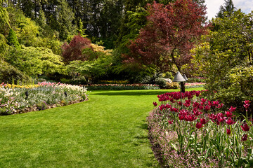 A bright red spring tulip bed in the sunken garden at Butchart Gardens, BC.