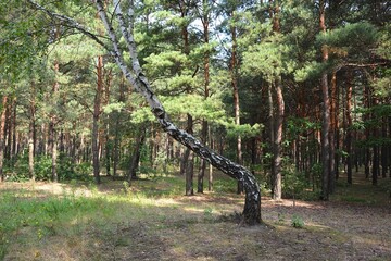 A bent little birch in the forest