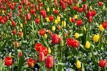 A flower bed full of outstanding red and yellow spring tulips at Butchart Gardens, Victoria, BC.