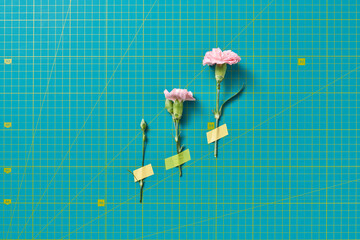 Three pink chrysanthemums taped to surface with cutting mat texture