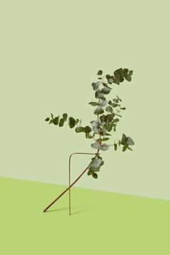 Eucalyptus tree branch fixed with aluminium stand isolated in studio 