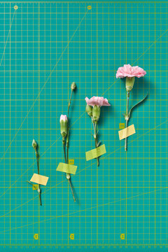 Pink flower growth cycle in studio with turquoise background
