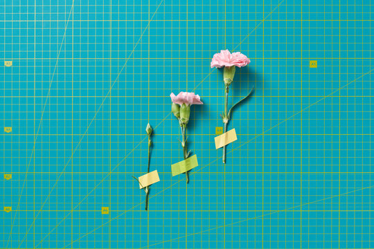 Three pink chrysanthemums taped to surface with cutting mat texture