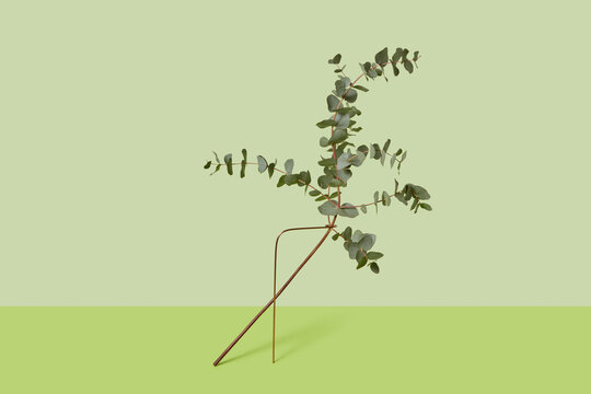 Evergreen plant installed into metal holder for using in interior