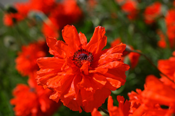 bright red flower fluffy garden poppy