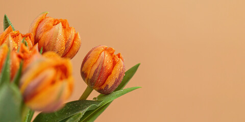 Greeting card or web design with tulip flowers with macro detail. Beautiful orange flower with...